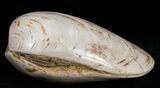 Wide Polished Fossil Clam - Jurassic #12071-1